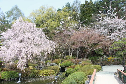 2018年庭園の梅・桜開花情報№14