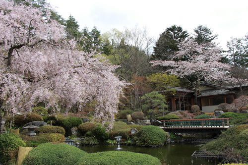 2018年庭園の梅・桜開花情報№15