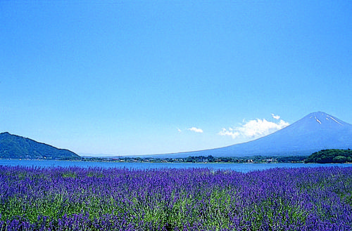 富士山とラベンダー.jpg