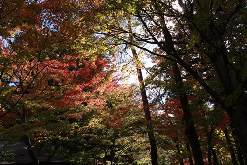 2018年庭園の紅葉情報No.10｜富士山温泉ホテル鐘山苑