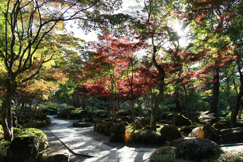 2018年庭園の紅葉情報No.8｜富士山温泉ホテル鐘山苑