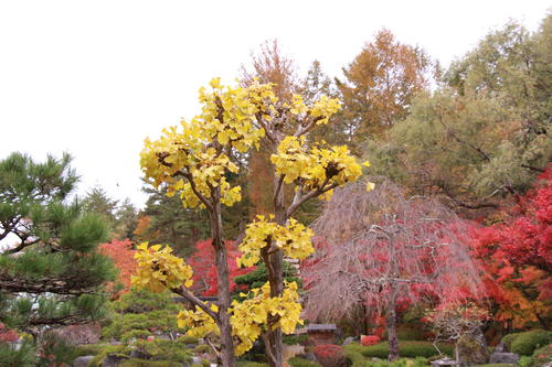 2018年庭園の紅葉情報No.20｜富士山温泉ホテル鐘山苑