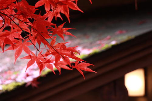 2018年庭園の紅葉情報No.19｜富士山温泉ホテル鐘山苑