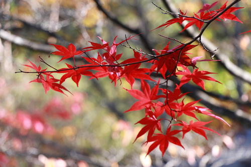 2018年庭園の紅葉情報 最終｜富士山温泉ホテル鐘山苑