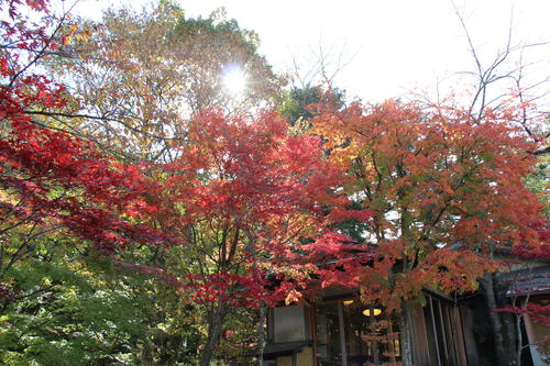 2018年庭園の紅葉情報No.16｜富士山温泉ホテル鐘山苑