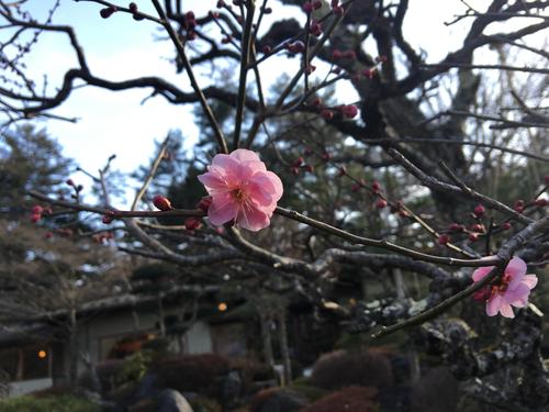 2019年庭園の梅・桜開花情報№1