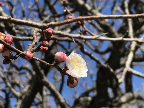 2019年庭園の梅・桜開花情報№3