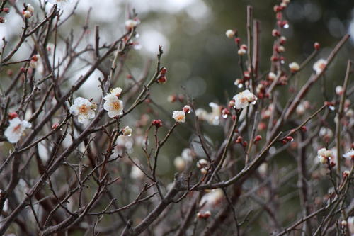 2019年庭園の梅・桜開花情報№2