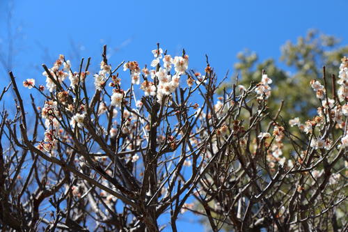 2019年庭園の梅・桜開花情報№9