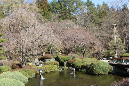 2019年庭園の梅・桜開花情報№10