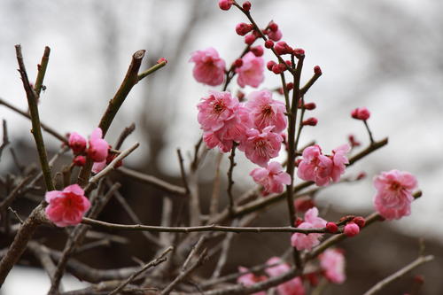 2019年庭園の梅・桜開花情報№4