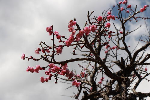 2019年庭園の梅・桜開花情報№5