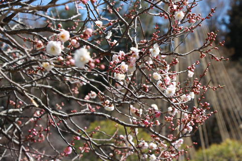 2019年庭園の梅・桜開花情報№6