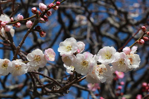 2019年庭園の梅・桜開花情報№8