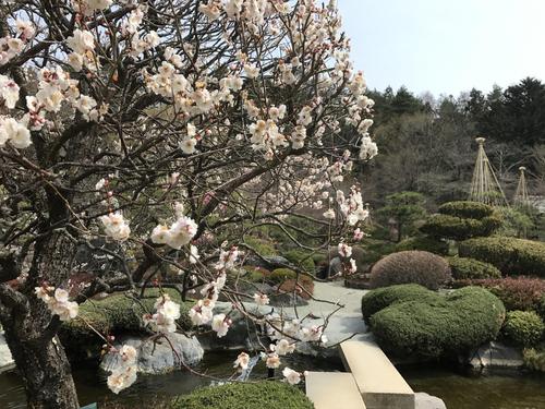 2019年庭園の梅・桜開花情報№11