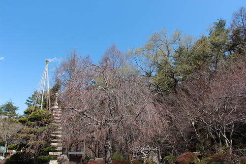 2019年庭園の梅・桜開花情報№14