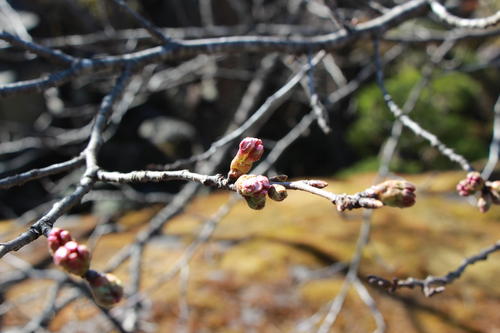 2019年庭園の梅・桜開花情報№15