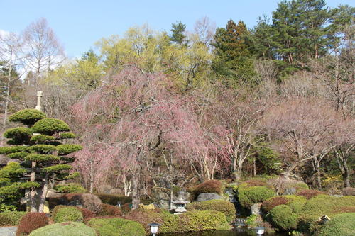 2019年庭園の梅・桜開花情報№17