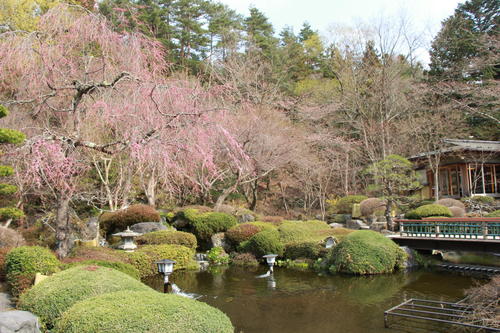 2019年庭園の梅・桜開花情報№18