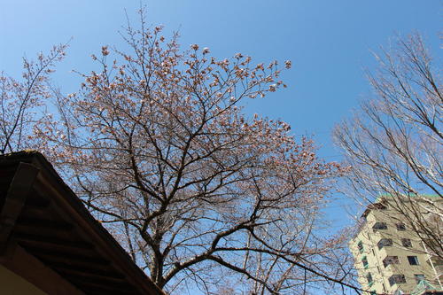 2019年庭園の梅・桜開花情報№19