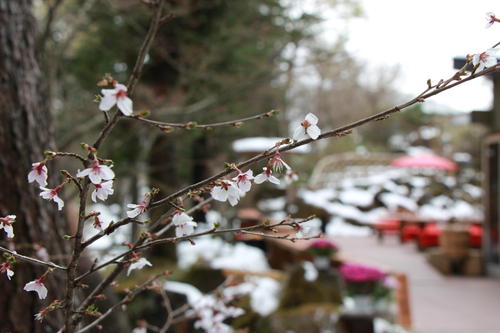 2019年庭園の梅・桜開花情報№20