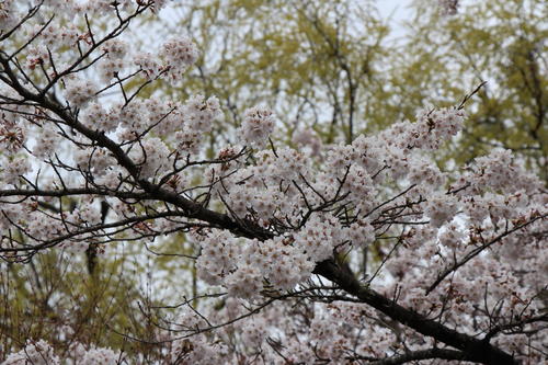 2019年庭園の梅・桜開花情報№25