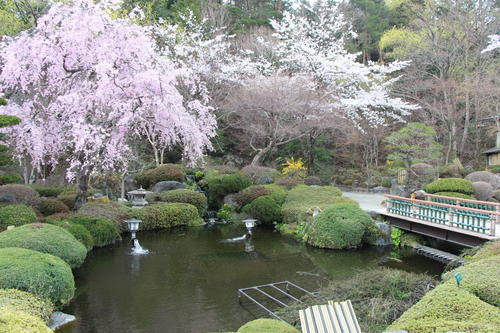 2019年庭園の梅・桜開花情報№27