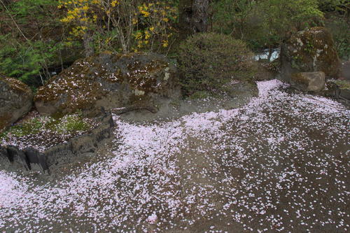 2019年庭園の梅・桜開花情報最終