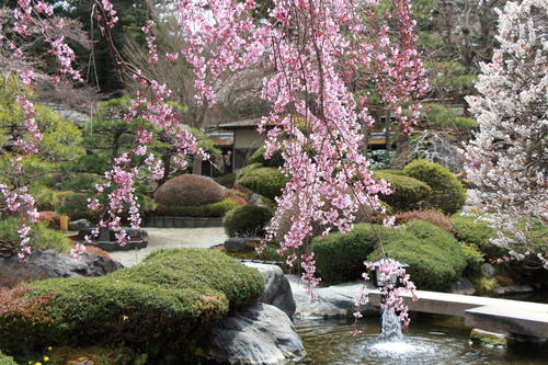 2019年庭園の梅・桜開花情報№22