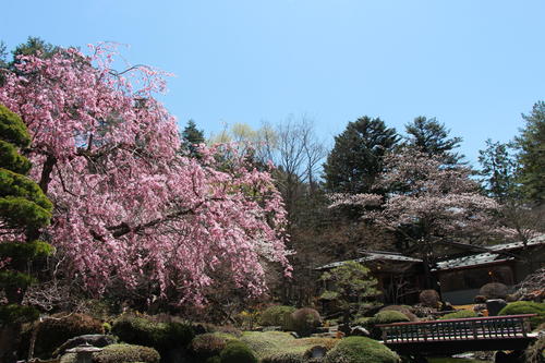 2019年庭園の梅・桜開花情報№23