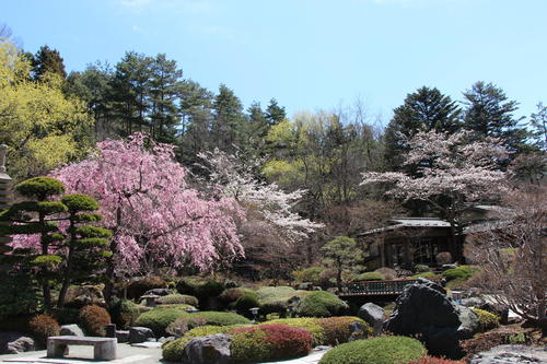 2019年庭園の梅・桜開花情報№24