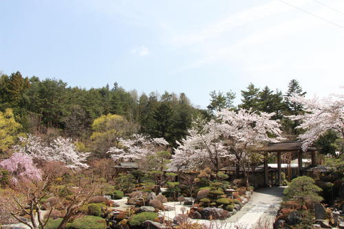 2019年庭園の梅・桜開花情報№28