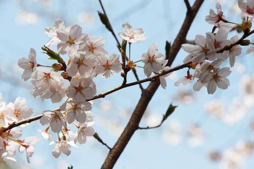 2019年庭園の梅・桜開花情報№29