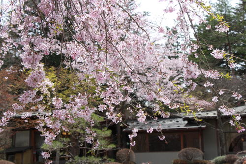 2019年庭園の梅・桜開花情報№30