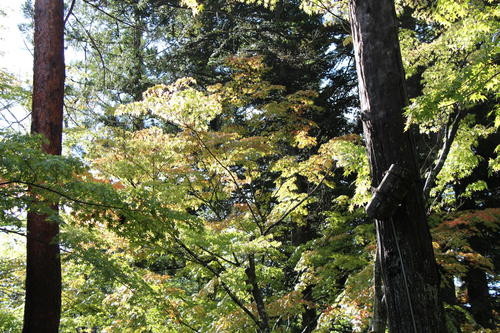 2019年庭園の紅葉情報No.7｜富士山温泉ホテル鐘山苑