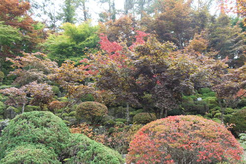 2019年庭園の紅葉情報No.8｜富士山温泉ホテル鐘山苑