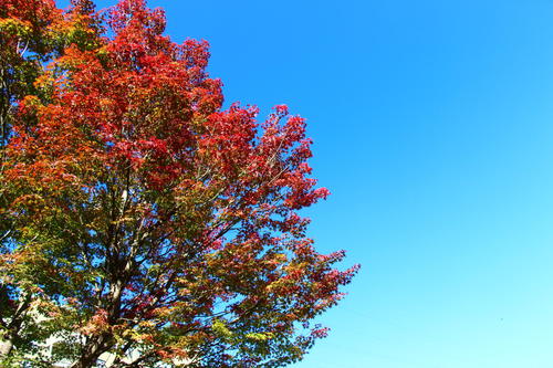 2019年庭園の紅葉情報No.14｜富士山温泉ホテル鐘山苑