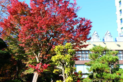 2019年庭園の紅葉情報No.18｜富士山温泉ホテル鐘山苑