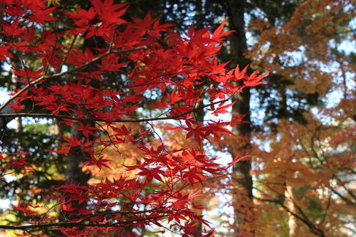 2019年庭園の紅葉情報No.15｜富士山温泉ホテル鐘山苑