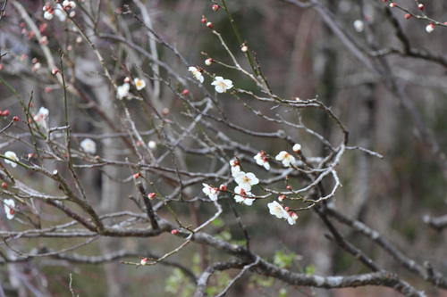 2020年庭園の梅・桜開花情報№1