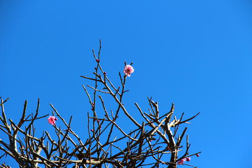 2020年庭園の梅・桜開花情報№5