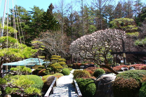 2020年庭園の梅・桜開花情報№8