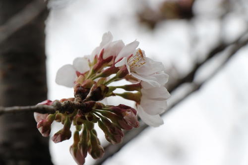 2020年庭園の梅・桜開花情報№10