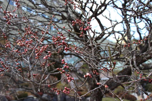 2020年庭園の梅・桜開花情報№3