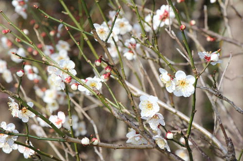 2020年庭園の梅・桜開花情報№4