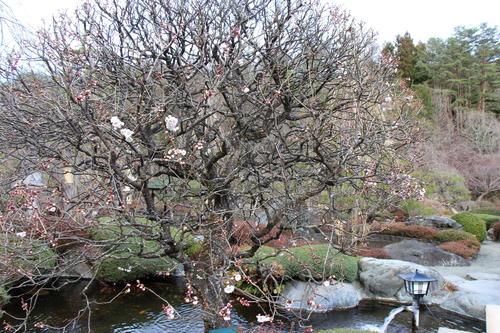 2020年庭園の梅・桜開花情報№6