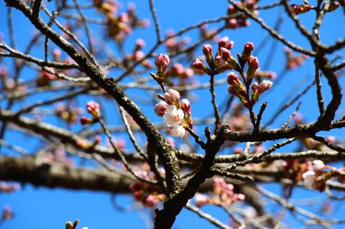 2020年庭園の梅・桜開花情報№11