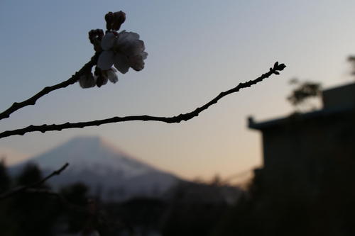 2020年庭園の梅・桜開花情報№14