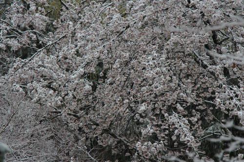 2020年庭園の梅・桜開花情報№15