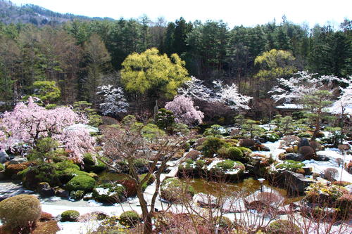 2020年庭園の梅・桜開花情報№16